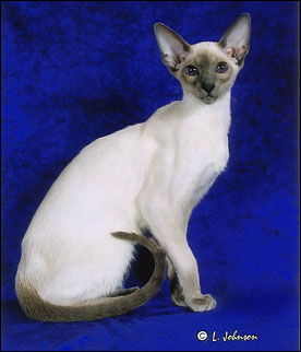 National Siamese Cat Club - Grand Parade