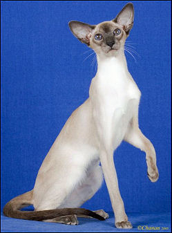 National Siamese Cat Club